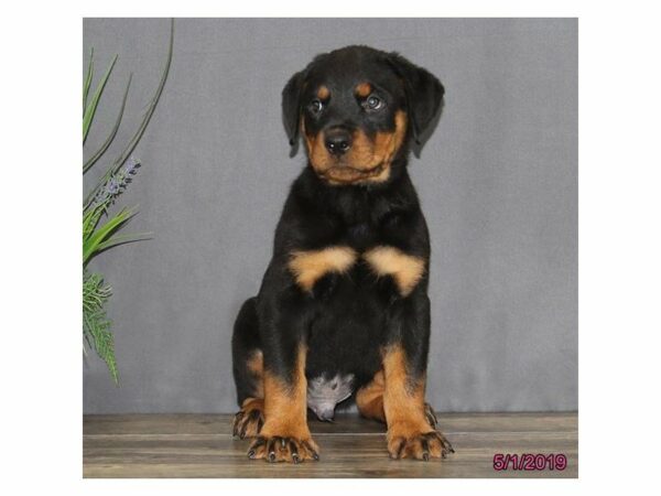 Rottweiler-DOG-Male-Black / Tan-14765-Petland Racine, Wisconsin