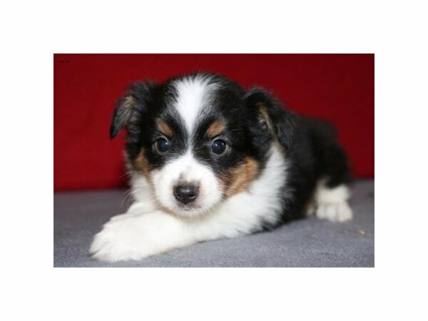 Miniature Australian Shepherd-DOG-Male-Black White / Tan-14769-Petland Racine, Wisconsin