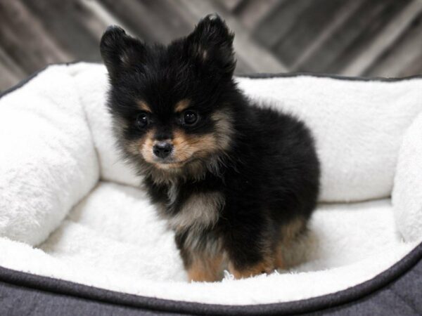 Pomeranian-DOG-Male-BLK/TAN-22986-Petland Racine, Wisconsin