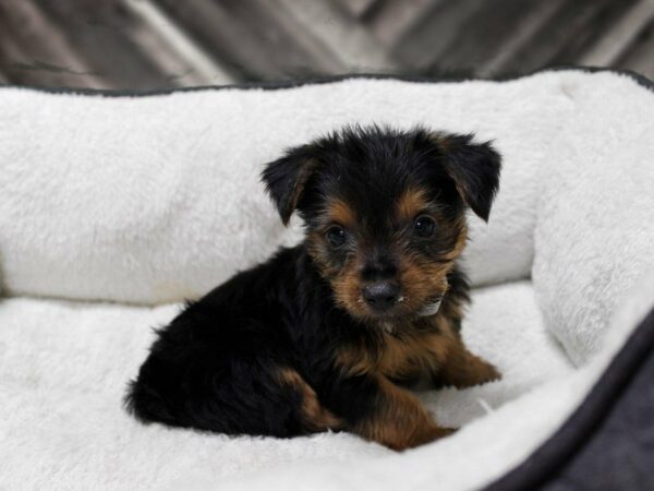 Yorkshire Terrier-DOG-Male-BLUE/GOLD-22987-Petland Racine, Wisconsin