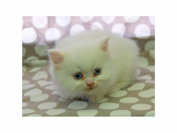 Persian-CAT-Male-White-14780-Petland Racine, Wisconsin