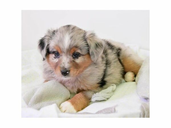 Miniature Australian Shepherd-DOG-Male-Blue Merle-22995-Petland Racine, Wisconsin