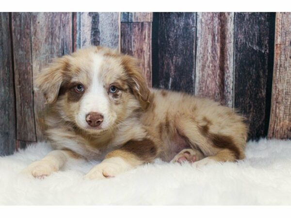 Australian Shepherd-DOG-Male-Red Merle-14789-Petland Racine, Wisconsin