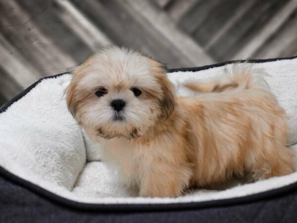 Shih Tzu-DOG-Male-BUFF-23010-Petland Racine, Wisconsin