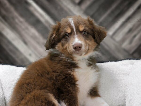Australian Shepherd-DOG-Male-RED TRI-23006-Petland Racine, Wisconsin