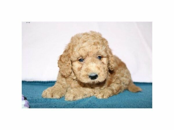 Goldendoodle Mini 2nd Gen-DOG-Male-Red-14802-Petland Racine, Wisconsin