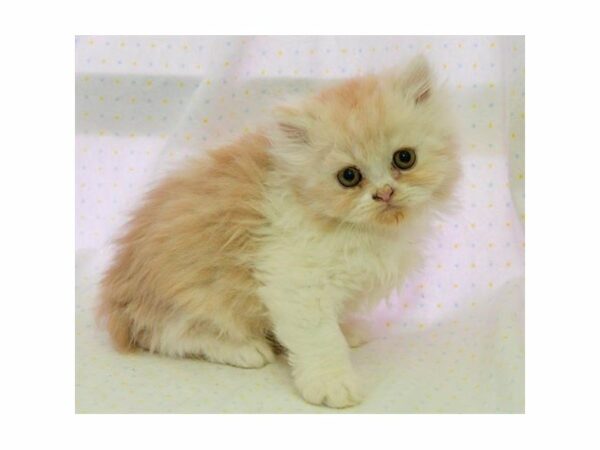 Persian-CAT-Male-Cream / White-23023-Petland Racine, Wisconsin