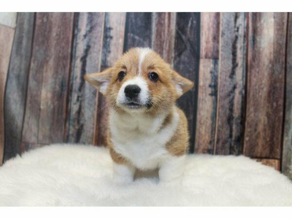 Pembroke Welsh Corgi-DOG-Male-Red / White-14797-Petland Racine, Wisconsin