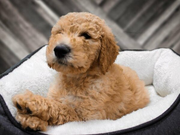 Goldendoodle 2nd Gen-DOG-Male-Cream-23024-Petland Racine, Wisconsin