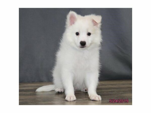 American Eskimo Dog-DOG-Male-White-23034-Petland Racine, Wisconsin
