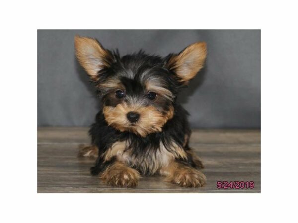Yorkshire Terrier-DOG-Male-Black / Tan-23031-Petland Racine, Wisconsin