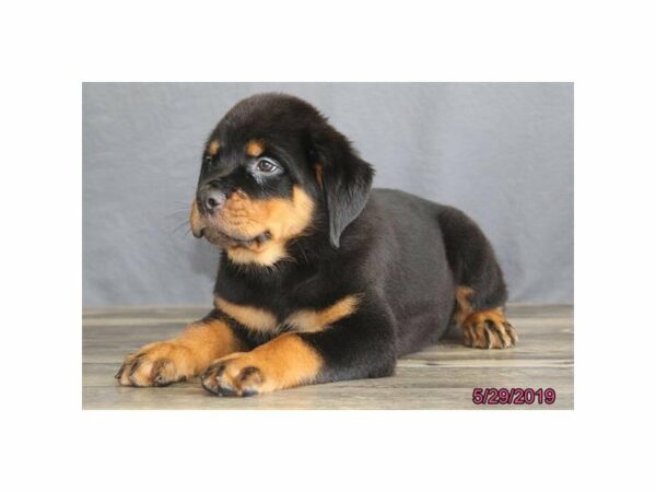 Rottweiler-DOG-Male-Black / Tan-23054-Petland Racine, Wisconsin