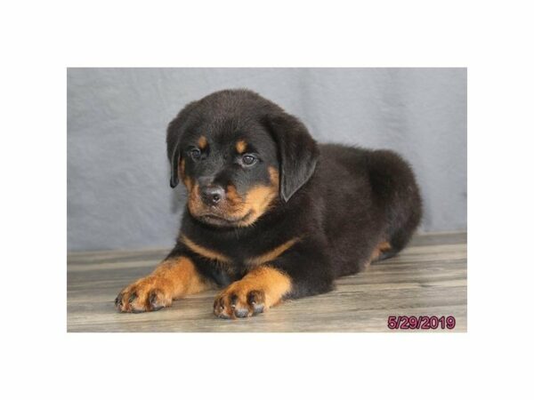Rottweiler-DOG-Male-Black / Tan-23053-Petland Racine, Wisconsin