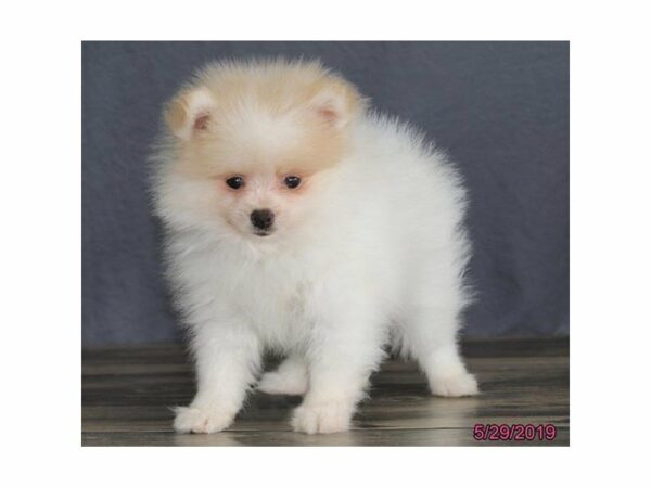 Pomeranian-DOG-Male-Cream-14827-Petland Racine, Wisconsin