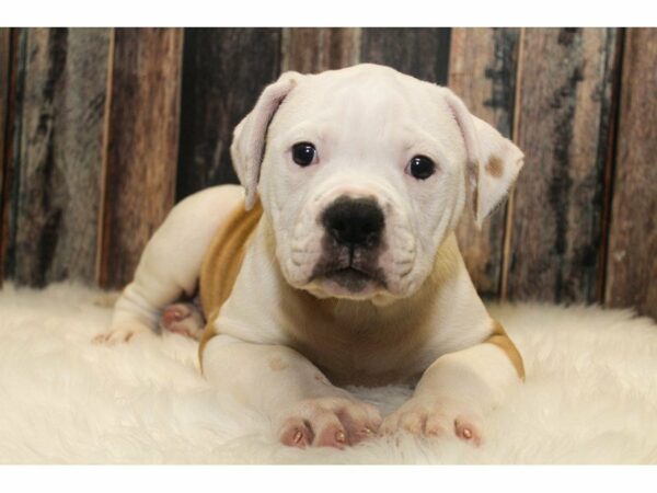 American Bulldog-DOG-Male-White/Red-14836-Petland Racine, Wisconsin
