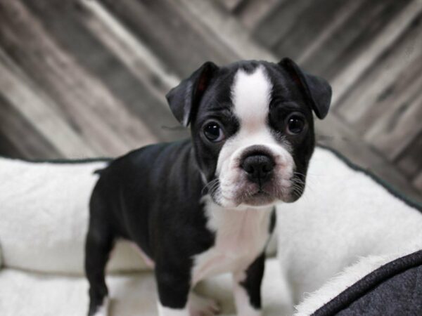 Frenchton-DOG-Male-BLK/WH-23070-Petland Racine, Wisconsin