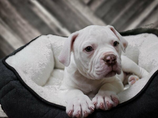 American Bulldog-DOG-Male-WHITE-23073-Petland Racine, Wisconsin