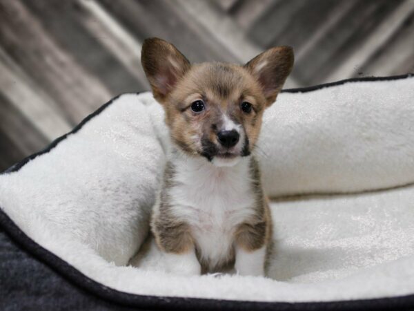 Pembroke Welsh Corgi-DOG-Female-SABLE-23071-Petland Racine, Wisconsin