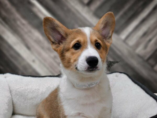 Pembroke Welsh Corgi-DOG-Male-Red / White-23060-Petland Racine, Wisconsin