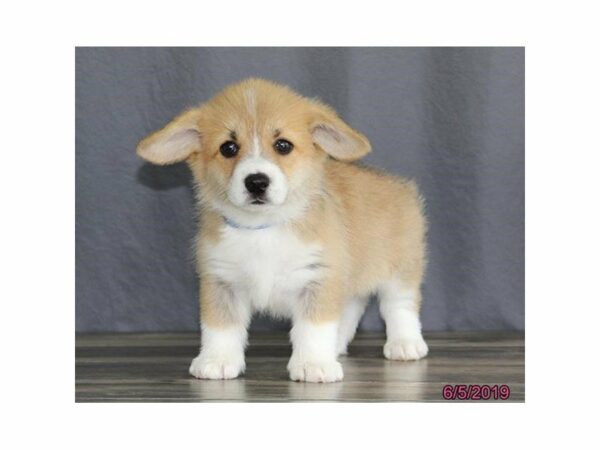 Pembroke Welsh Corgi-DOG-Male-Red / White-14852-Petland Racine, Wisconsin