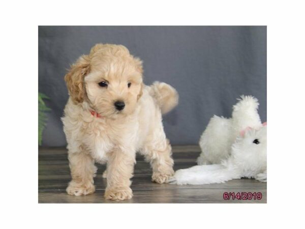 Maltipoo-DOG-Male-Tan-23131-Petland Racine, Wisconsin