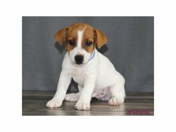 Jack Russell Terrier-DOG-Male-Brown / White-23144-Petland Racine, Wisconsin