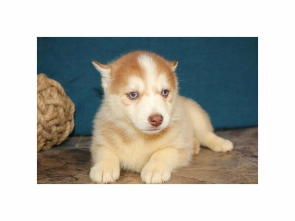 Pomsky-DOG-Female-Tan / White-14880-Petland Racine, Wisconsin