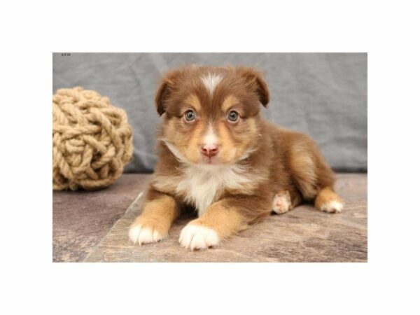 Australian Shepherd-DOG-Male-Red-14881-Petland Racine, Wisconsin