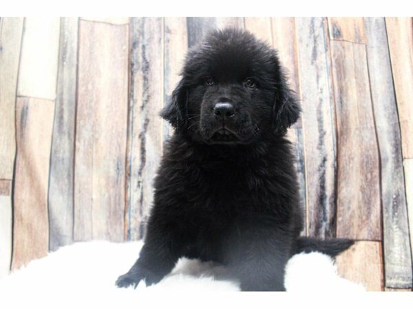 Newfoundland-DOG-Male-Black/Grady-14883-Petland Racine, Wisconsin