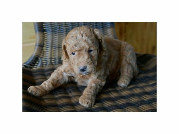 Goldendoodle Mini 2nd Gen-DOG-Male-Red-14898-Petland Racine, Wisconsin
