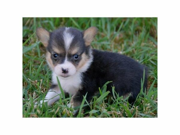 Pembroke Welsh Corgi-DOG-Male-Tri-Colored-23209-Petland Racine, Wisconsin