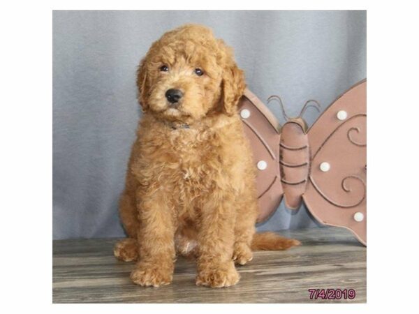 Goldendoodle Mini 2nd Gen-DOG-Male-Red-23208-Petland Racine, Wisconsin
