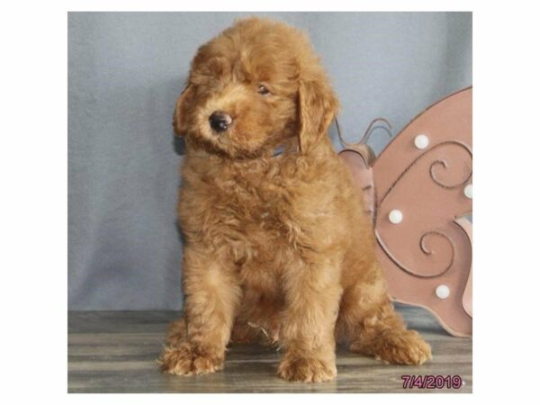 Goldendoodle Mini 2nd Gen-DOG-Male-Red-14907-Petland Racine, Wisconsin