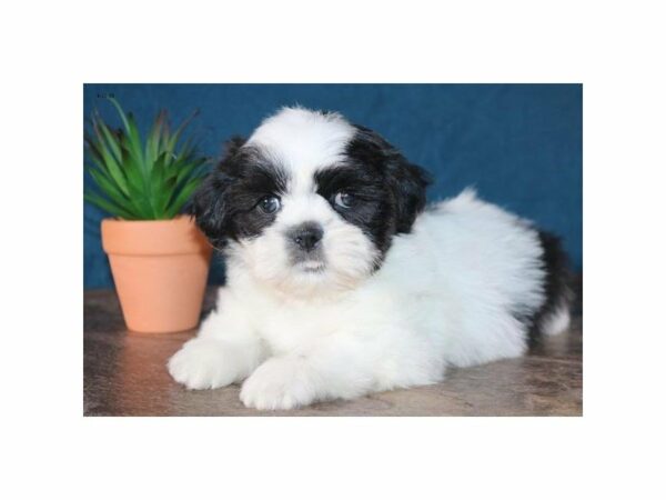 Shih Tzu-DOG-Male-Black / White-23230-Petland Racine, Wisconsin