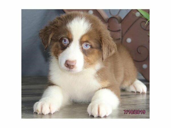 Australian Shepherd-DOG-Male-Red-23229-Petland Racine, Wisconsin