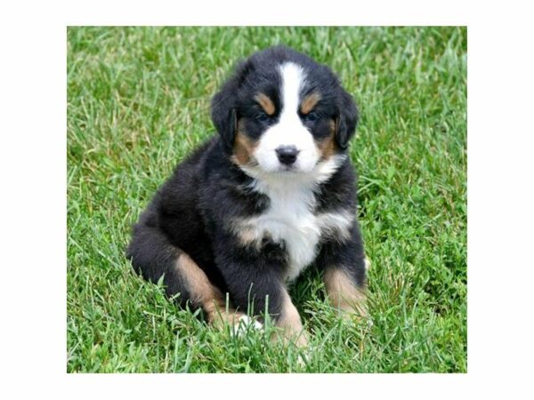 Bernese Mountain Dog-DOG-Male-Tri-Colored-23219-Petland Racine, Wisconsin