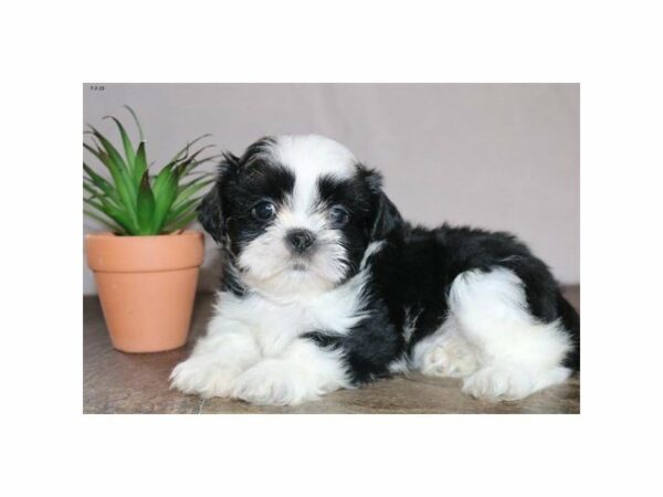 Shih Tzu-DOG-Male-Black / White-14917-Petland Racine, Wisconsin