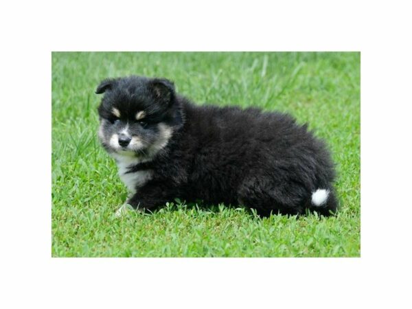 Pomsky-DOG-Male-Black Tan / White-14939-Petland Racine, Wisconsin
