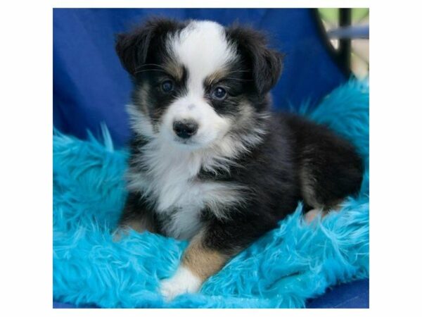 Australian Shepherd-DOG-Male-Tri-Colored-14932-Petland Racine, Wisconsin