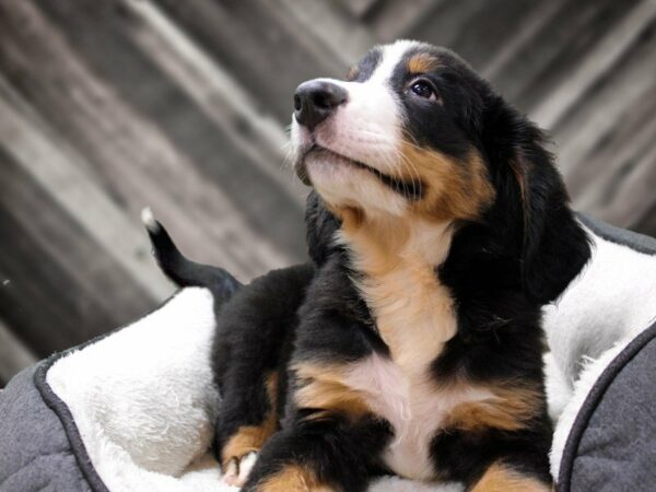 Bernese Mountain Dog-DOG-Male-TRI-23258-Petland Racine, Wisconsin
