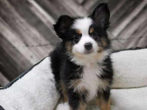 Miniature Australian Shepherd-DOG-Male-TRI-23255-Petland Racine, Wisconsin