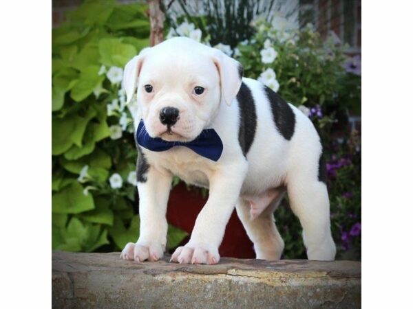 American Bulldog-DOG-Male-White / Brindle-23269-Petland Racine, Wisconsin