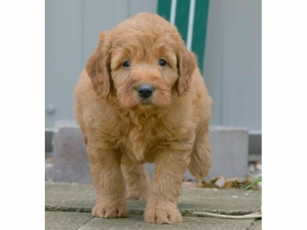 Goldendoodle Mini 2nd Gen-DOG-Male-Red-23285-Petland Racine, Wisconsin