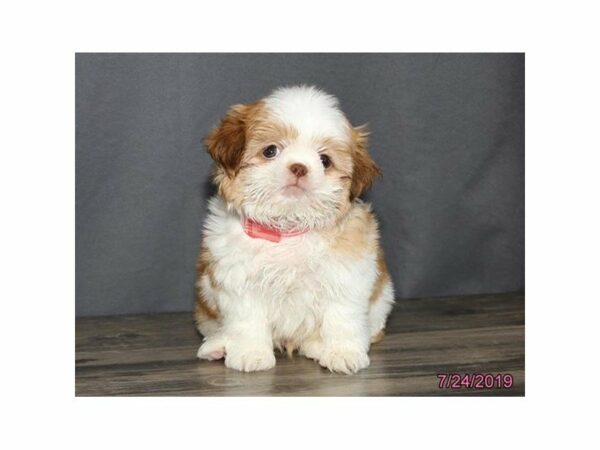 Shih Tzu-DOG-Male-Liver / White-14955-Petland Racine, Wisconsin