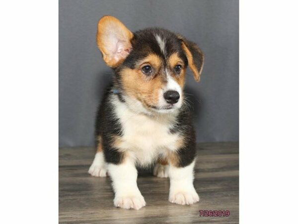 Pembroke Welsh Corgi-DOG-Male-Tri-Colored-14960-Petland Racine, Wisconsin