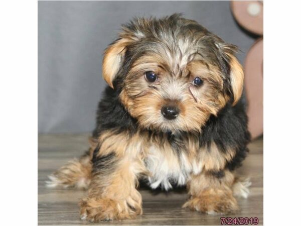 Yorkshire Terrier-DOG-Male-Black / Tan-14962-Petland Racine, Wisconsin