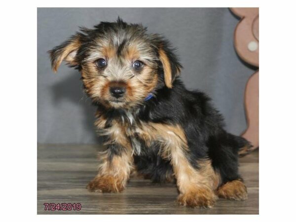 Yorkshire Terrier-DOG-Male-Black / Tan-14963-Petland Racine, Wisconsin