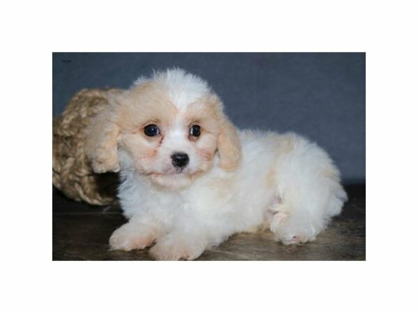 Cavachon-DOG-Male-Cream / White-14946-Petland Racine, Wisconsin