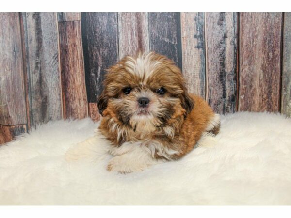 Shih Tzu-DOG-Male-Brown / White-14954-Petland Racine, Wisconsin