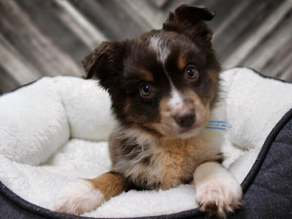 Miniature Australian Shepherd-DOG-Male-RED MERLE-23297-Petland Racine, Wisconsin
